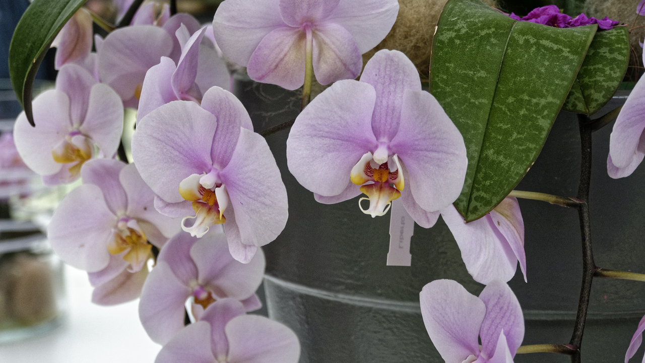 20140423 103521 Keukenhof Gardens, Lisse, South Holland, Netherlands